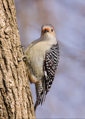 red-bellied woodpecker on a tree trunk
