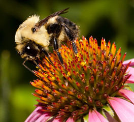 bumble bee feeds on the pollen of a purple cone flower