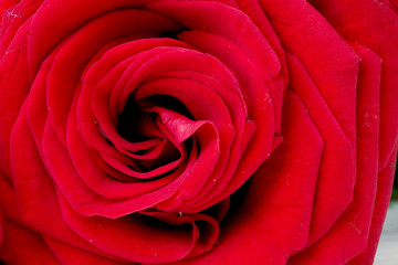 Macro image of dark red rose with water droplets.