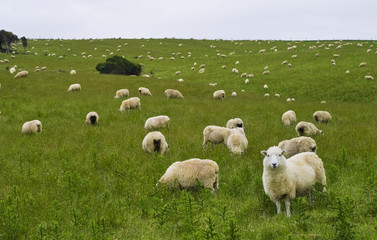 Obraz premium Sheep Of New Zealand