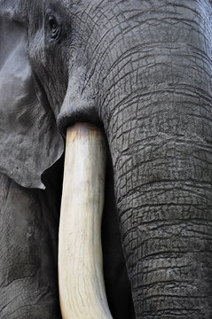 Elephant tusk & trunk