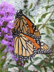Monarch butterfly (Danaus plexippus)