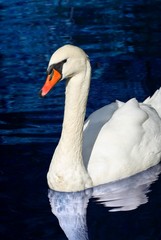 white swan on a lake