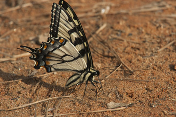 Swallowtail batterfly on the sand