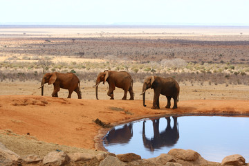 Elefanten am Wasserloch © Racamani