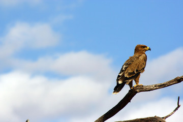 Adler im Amboseli Nationalpark