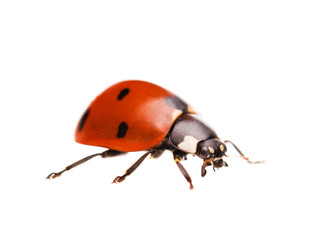 Ladybird