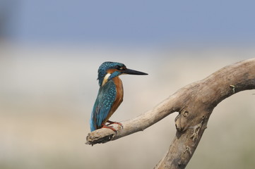 The Common Kingfisher (Alcedo atthis)