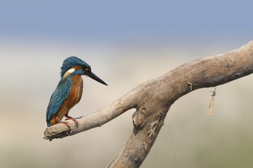 The Common Kingfisher (Alcedo atthis)