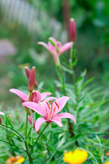 Fototapeta premium Flower yellow lilies