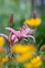 Fototapeta premium Flower yellow lilies