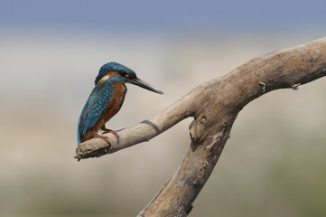 The Common Kingfisher (Alcedo atthis)