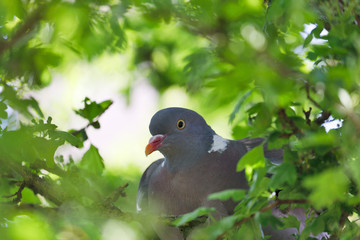 Wood Pigeon