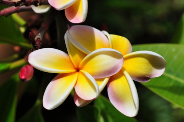 gelbe plumeria