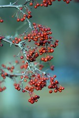 Red berries
