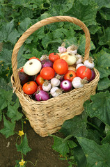 panier en osier et ses oignons, ail et tomates