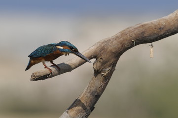 The Common Kingfisher (Alcedo atthis)