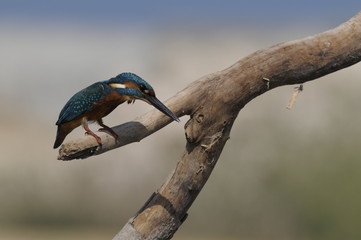 Obraz premium The Common Kingfisher (Alcedo atthis) at Maagan Michael Lake