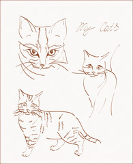 sketchs of cat