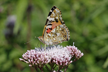 Vanessa cardui, Distelfalter auf Wasserdost - Painted Lady