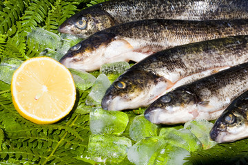 peces
