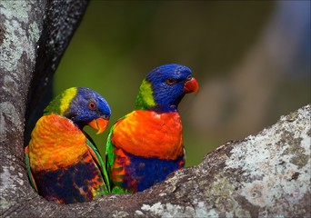 Colourful couple.