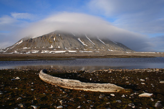 Żebro wieloryba i g&oacute;ra Hohenlohefjellet w kapeluszu, Spitsbergen