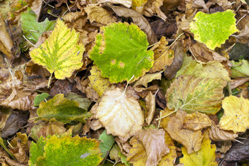 Colored leaf