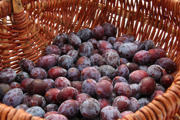 Fototapeta premium Prunes