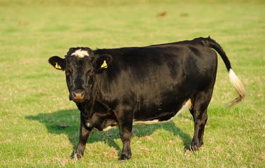Dairy cow