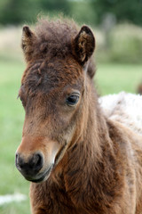 Shetlandpony