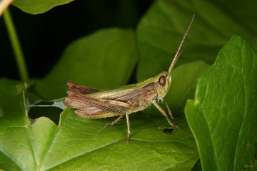 Feldgrashuepfer (Chorthippus apricarius)