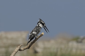 Pied Kingfisher (Ceryle rudis)