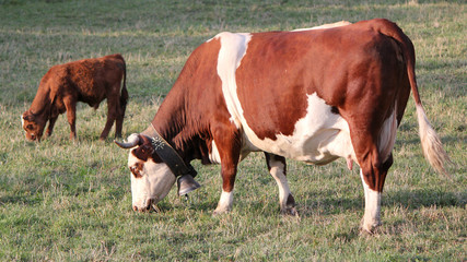 Fototapeta na wymiar Cow and calf eating in a meadow