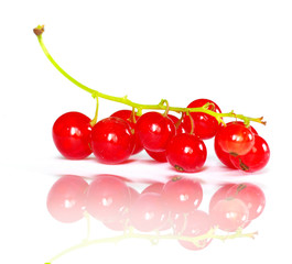 red currant
