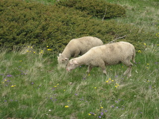Sheep Couple