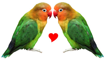 Fototapeta na wymiar Loving bird agapornis-fischeri