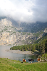 cows next to the mountain lake
