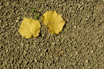 Herbstblätter