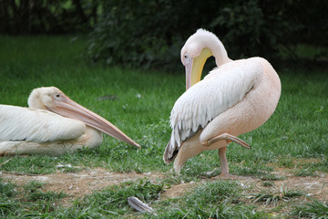 Pelicans on the grass