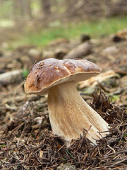 Edible boletus in a forest