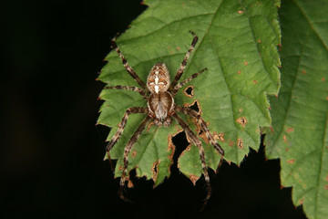 Gartenkreuzspinne (Araneus diadematus)