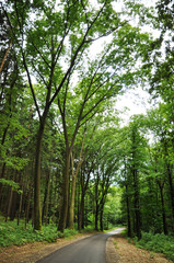 Path through the Forest