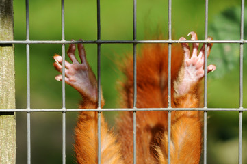 Pfoten vom Eichhörnchen