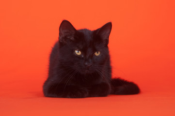 Obraz premium Black cat on orange background