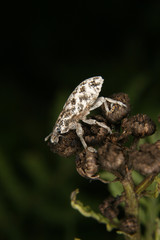 Ruesselkaefer (Curculio)