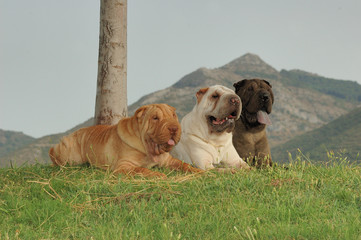 Tres Shar Peis