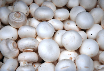 viele frische Champignons weiss