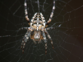 kreuzspinne