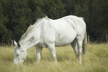 Obraz na płótnie Canvas white wild horse